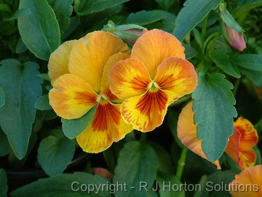 Pansies Yellow 